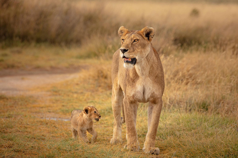 桑给巴尔：塔兰吉雷野生动物园之旅（含机票和游猎）