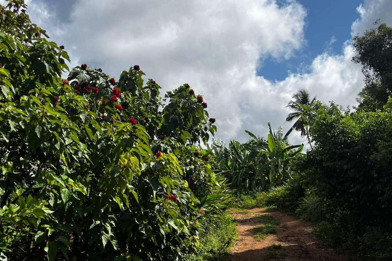 Zanzibar: Spice Farm, Jozani Forest & Salaam Cave Tour Private tour without hotel transfer