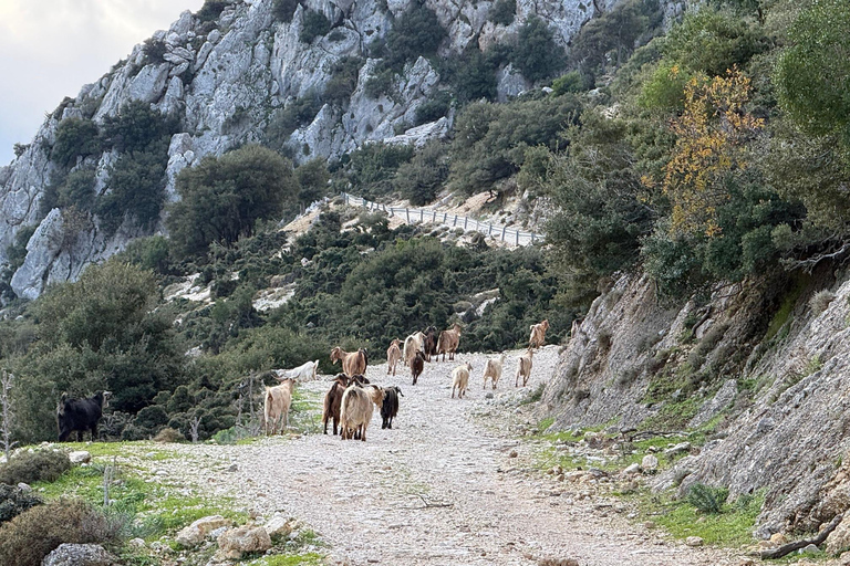 Kefalonia Ainos Premium 4x4 Van Experience