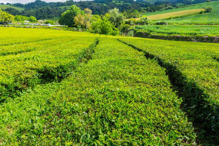 Sri Lanka: 5-Day Private Tour with Chauffer
