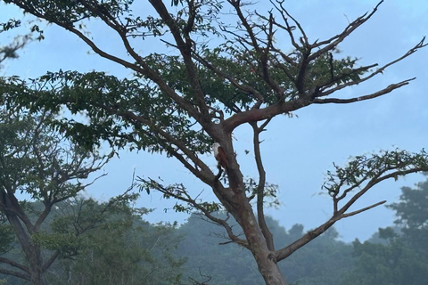 Sigiriya: Birdwatching Kayak Tour with Guide