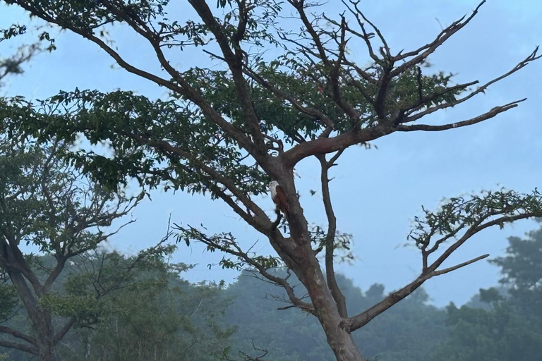 Sigiriya: Birdwatching Kayak Tour with Guide