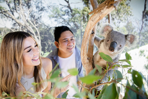 Japanese Tour Small Group: Blue Mountains, Scenic World, Zoo