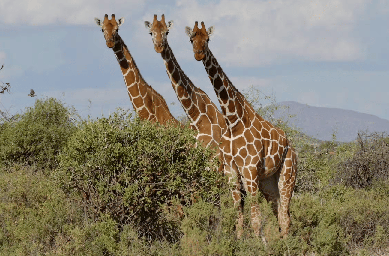 Ab Durban: iSimangaliso-Wildsafari & Bootstour mit Flusspferden und Krokodilen