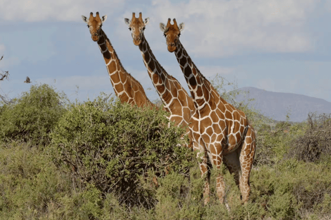 From Durban: Zulu and Nguni Isimangaliso area Village Tour