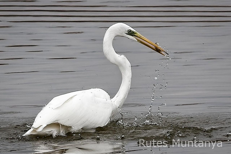 Ebro Delta: Birding and Bird Photography in a Van