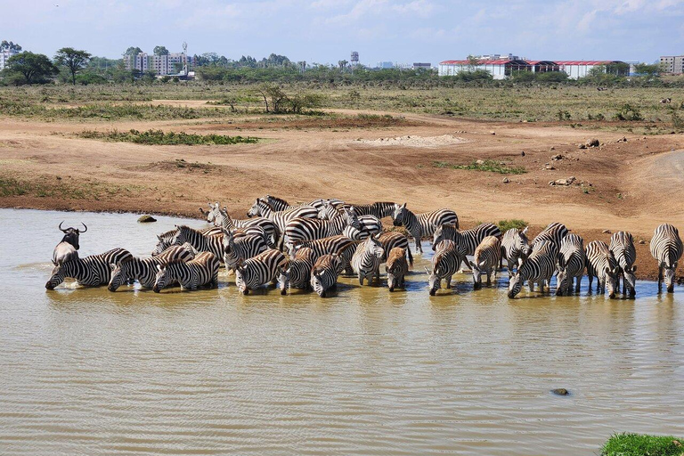 From Nairobi: National Park, Baby Elephant & Giraffe Centre