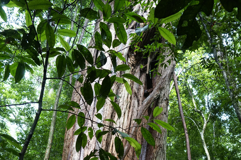 Tour delle cascate e delle grotte del Parco Nazionale di Tijuca