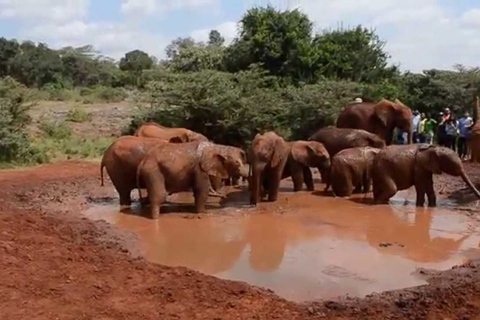 Au départ de Nairobi : Excursion d'une demi-journée au David Sheldrick Elephant Trust