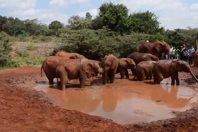 Från Nairobi: David Sheldrick Elephant Trust halvdagsutflykt