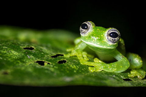 Night Walk La Fortuna: Private Rainforest Guided Wildlife