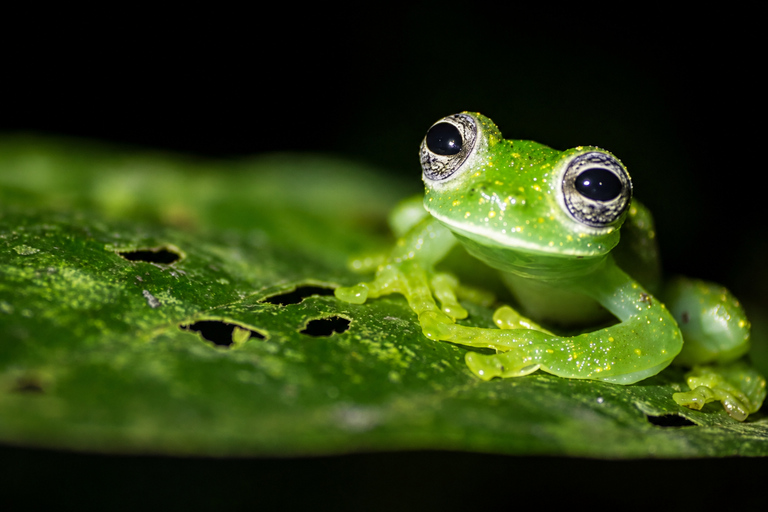 Night Walk La Fortuna: Private Rainforest Guided Wildlife