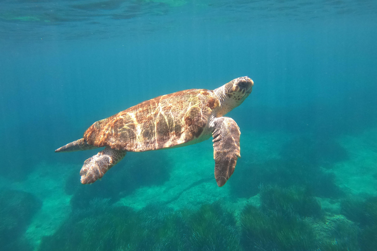 Paphos: Schildpadden kijken Snorkelen Zee Scooter Trip