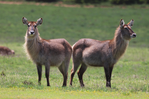 Half-Day Schotia Game Reserve (Open 4x4 Vehicle)