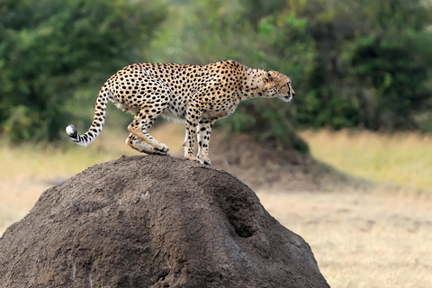 1-tägige private Safari zum Lake Manyara National Park