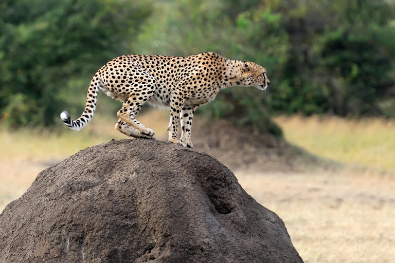 1-tägige private Safari zum Lake Manyara National Park