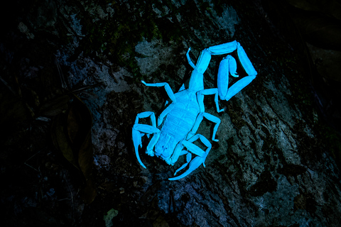 From San José: Monteverde Cloud Forest Day Trip