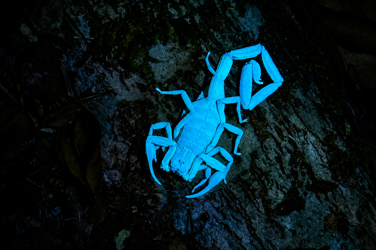 From San José: Monteverde Cloud Forest Day Trip