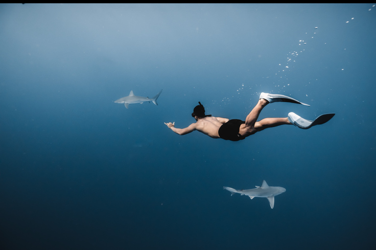 Oahu: Cage-Free Shark Diving Adventure Oahu: Cage-Free Shark Diving Adventure with Photos