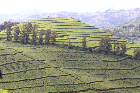 A day trip to Lake Kivu and tea processing experience