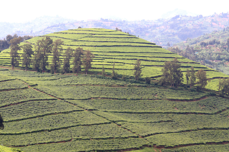 A day trip to Lake Kivu and tea processing experience