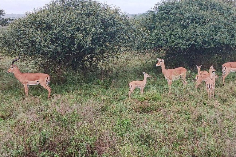 Nairobi National Park: Early Morning or afternoon adventure Early morning game drive in a Landcruiser JEEP