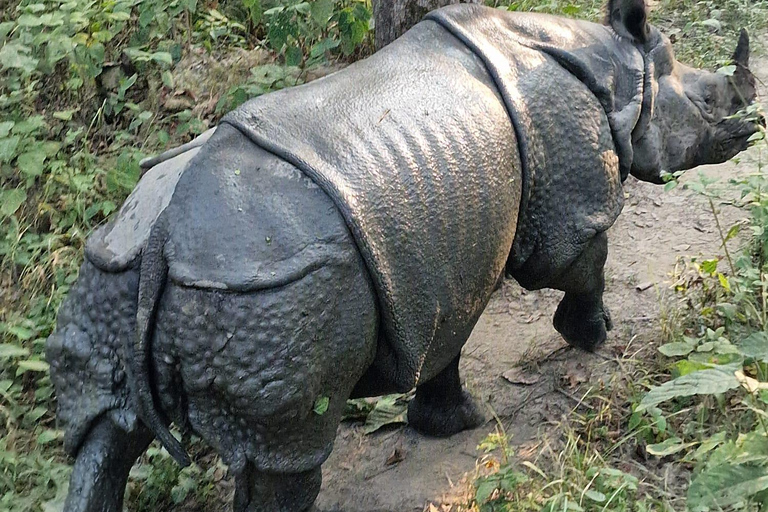 Chitwan: CANOEING & BIRDWATCHING & JEEP SAFARI