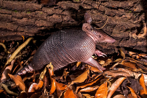 De Madre de Dios | Caminhada noturna na Floresta Amazônica