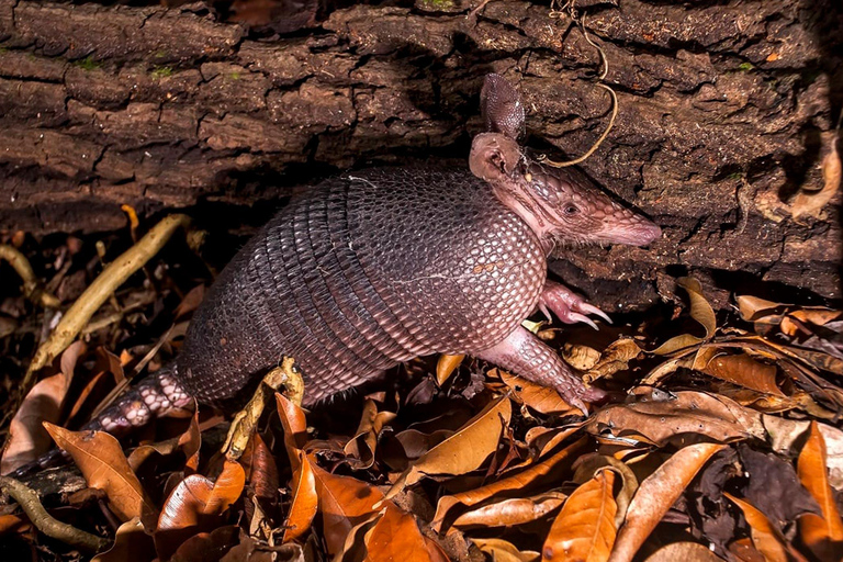 De Madre de Dios | Caminhada noturna na Floresta Amazônica