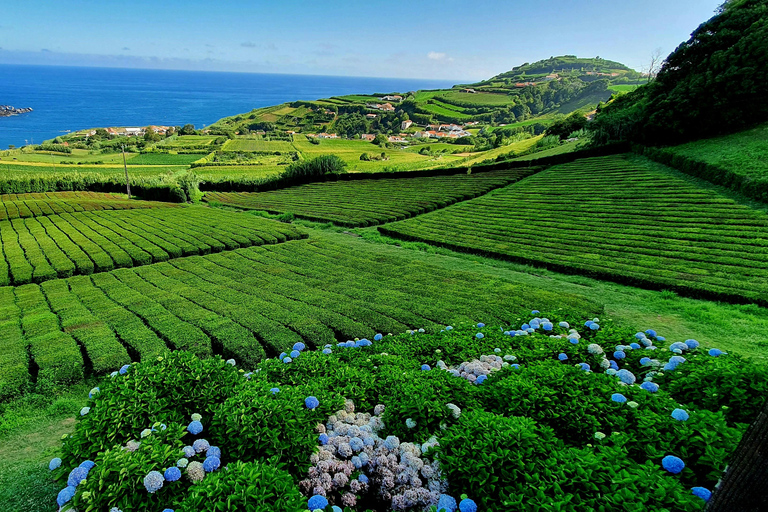 Giornata intera: Furnas, piantagioni di tè e altro con pranzo