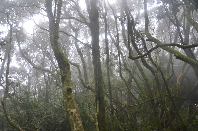 "Fray Jorge forest" National Park and UNESCO Reserve