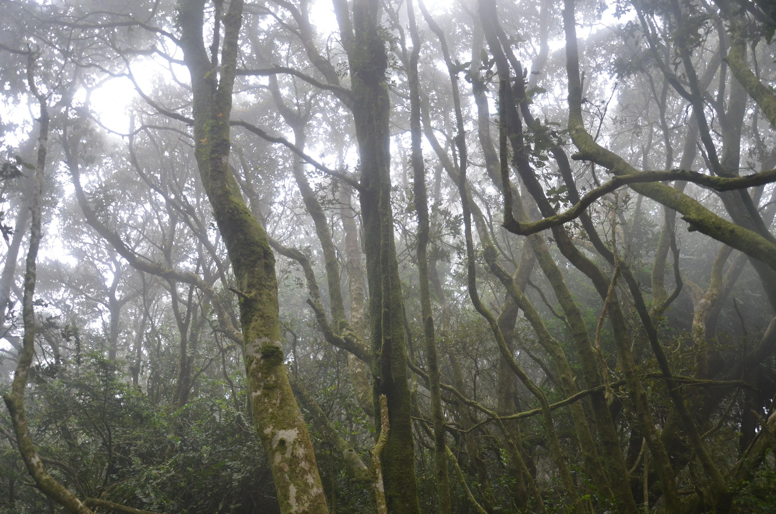 Fray Jorge Eiszeit-Reliktwald UNESCO-Nationalpark