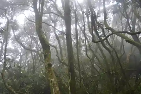 "Fray Jorge ice-age relict forest" Starlight UNESCO Reserve