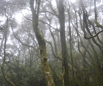 "Fray Jorge ice-age relict forest" Starlight UNESCO Reserve