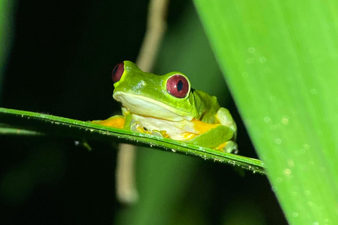 Manuel Antonio : Visite nocturne avec un guide naturaliste.