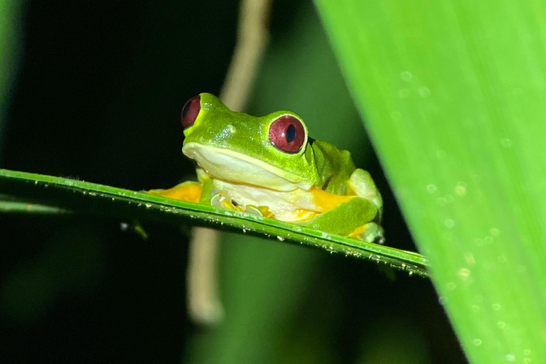 Manuel Antonio: Night tour with a naturalist guide.