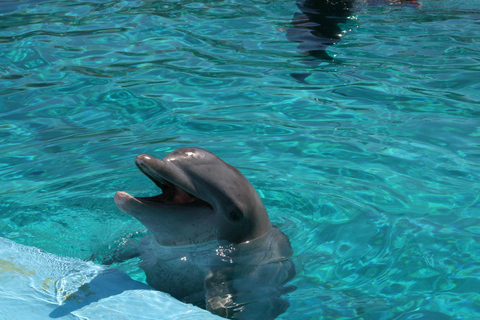 Alanya: Dolphin and Sea Lion Show at Sealanya Dolphin Park