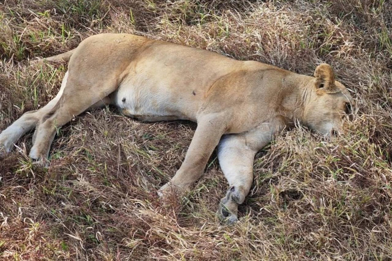 from Zanzibar: 3-Days Mikumi national park Safari with Train