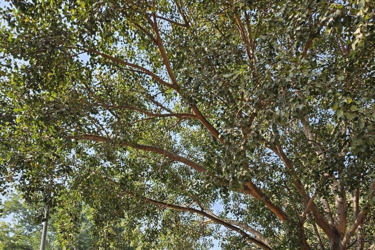 India in 3 Days: Delhi, Sunrise Taj Mahal & Royal Jaipur 3-Day Golden Triangle Private Tour with Guide & Car