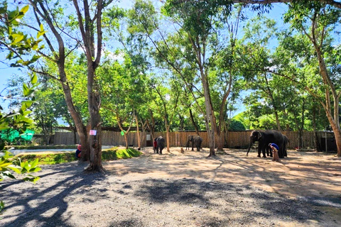 Phuket : Nourrir les éléphants à Phuket Elephant CareRendez-vous au sanctuaire de Naithon