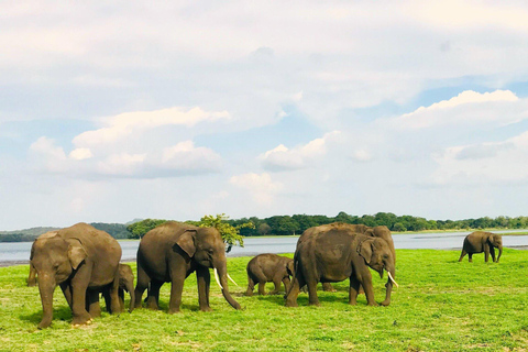 Minneriya National Park Safari & Pidurangala Sunset Hike