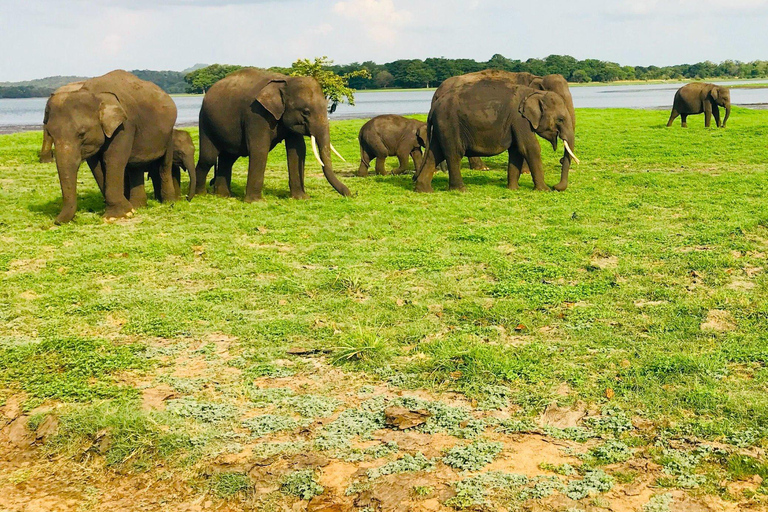 Minneriya National Park Safari & Pidurangala Sunset Hike