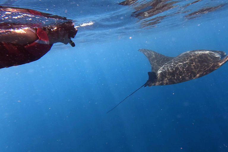 Protected natural reserve: Whale Shark Aqua Safari