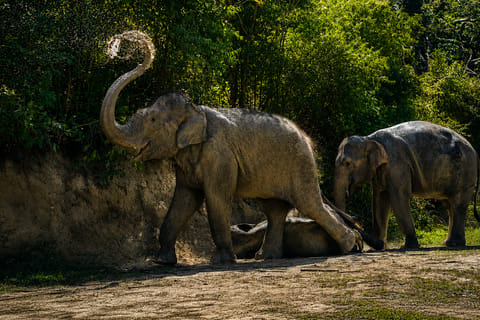 Phuket: Patong Elephant Learning Visit & Jungle Zipline