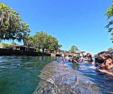 Crystal River: Guided Manatee Snorkeling Tour