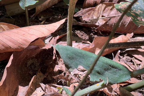 Cu Chi Tunnels Private Tour von Ho Chi Minh CIty mit dem Auto