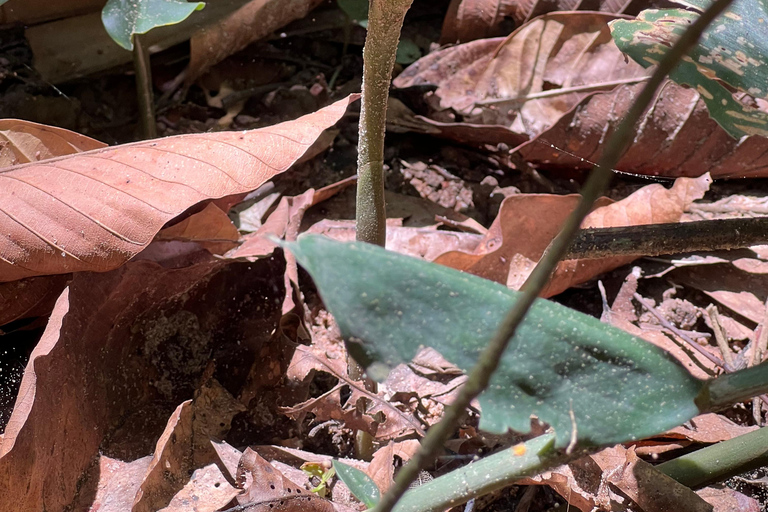 Cu Chi Tunnels Private Tour From Ho Chi Minh CIty By Car