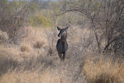 Campamento de safari de 3 días en el Parque Nacional Meru-Ikweta