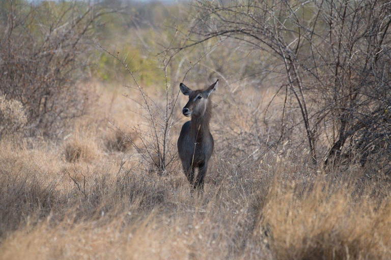 Campamento de safari de 3 días en el Parque Nacional Meru-Ikweta