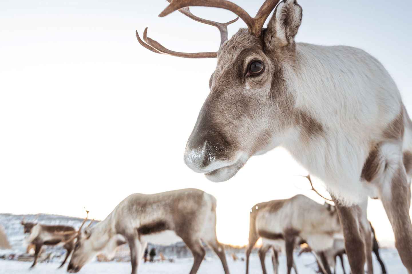 Tromsø: Tour Culturale Sami e Pranzo con Renne